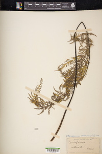 Pityrogramma calomelanos image