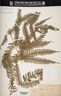 Pteris biaurita image