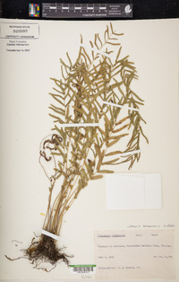 Pteris bahamensis image