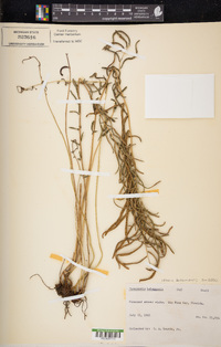 Pteris bahamensis image