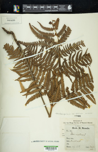 Pteridium aquilinum subsp. aquilinum image