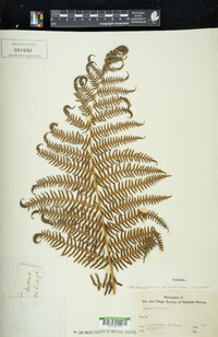 Pteridium aquilinum subsp. aquilinum image