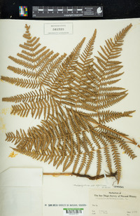 Pteridium aquilinum subsp. aquilinum image