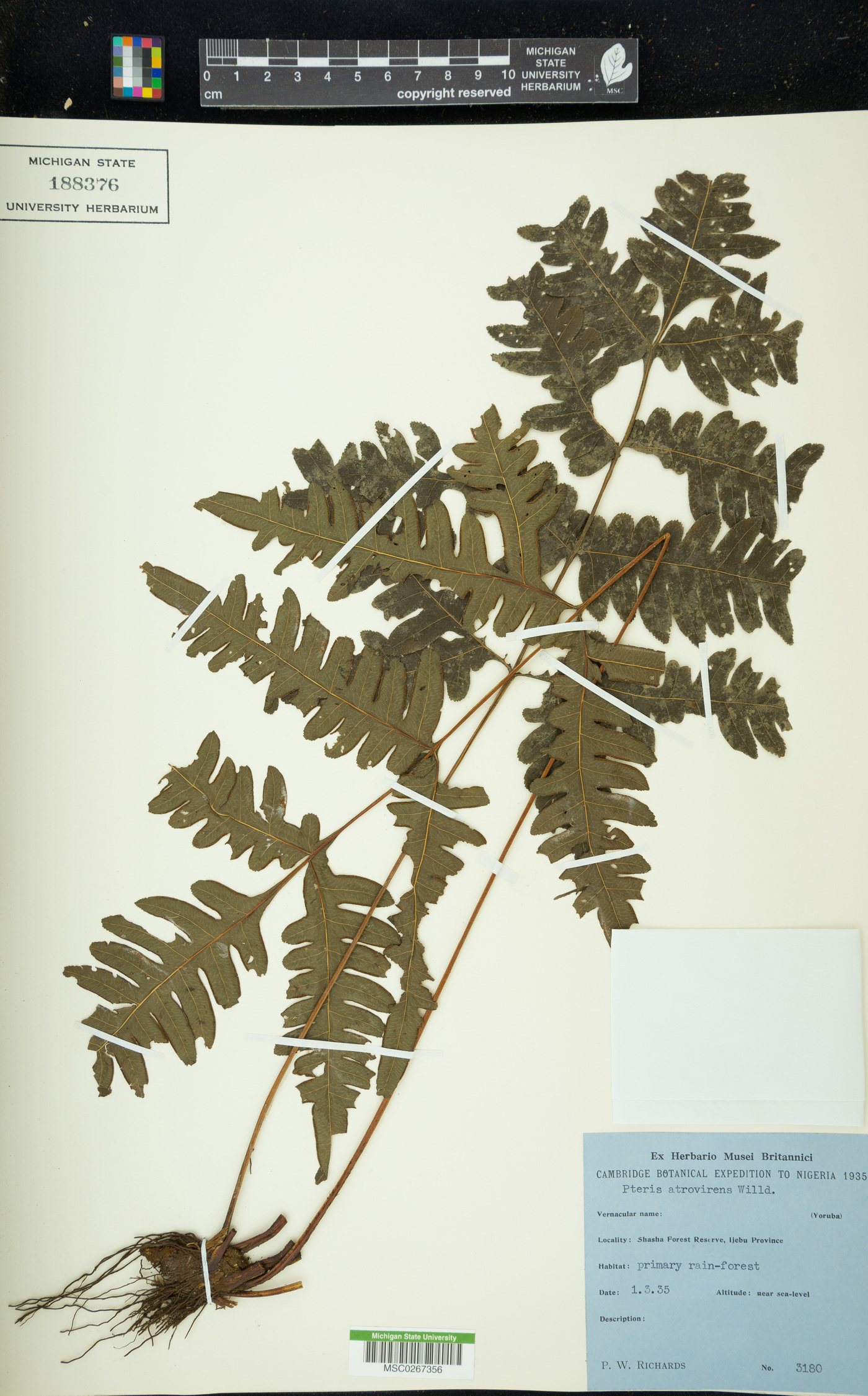 Pteris atrovirens image