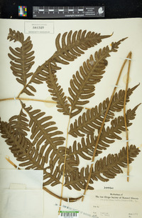 Pteris biaurita image