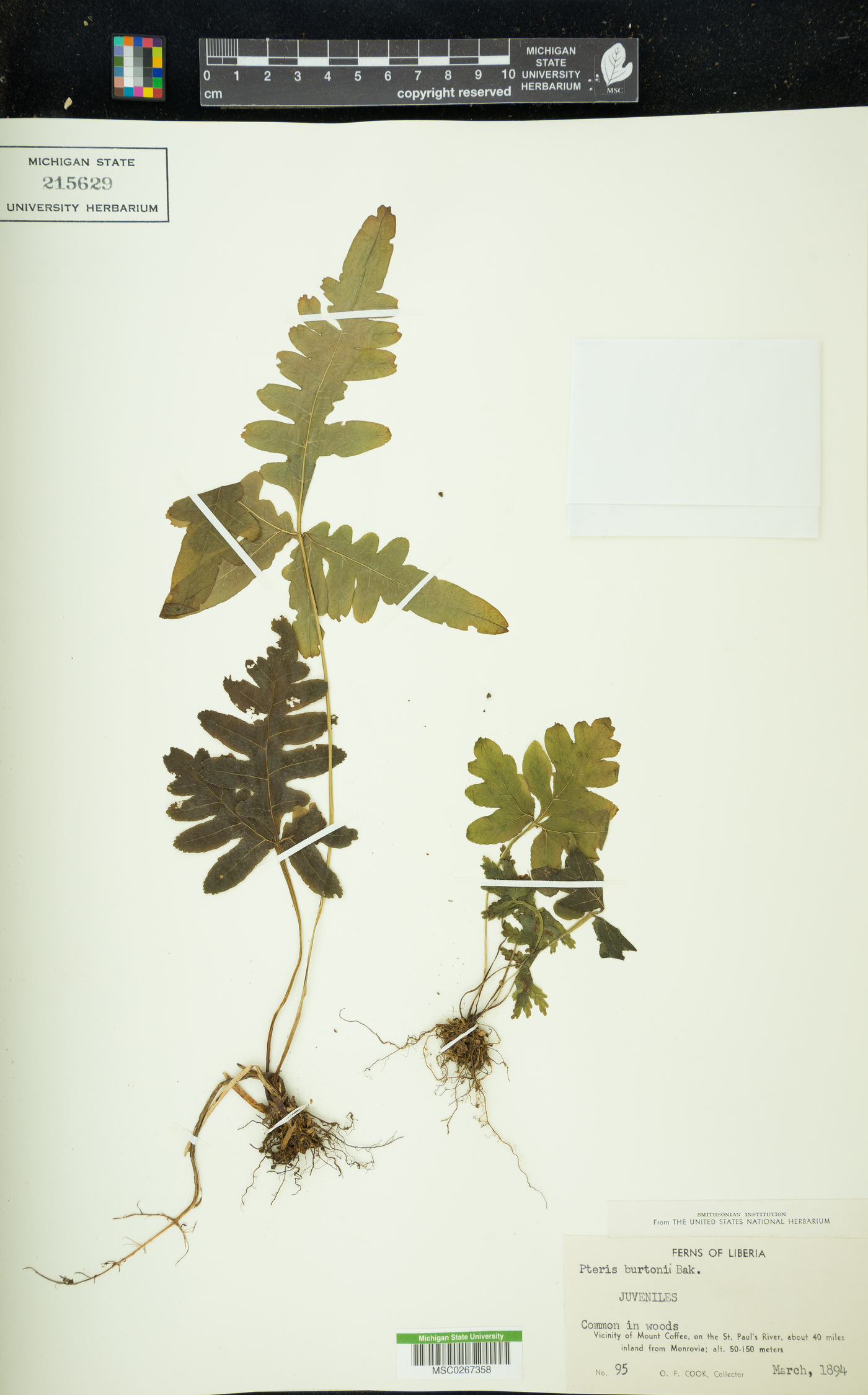 Pteris burtonii image