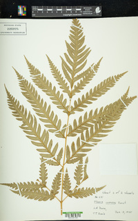 Pteris comans image