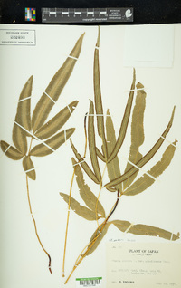 Pteris parkeri image