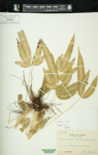 Pteris parkeri image