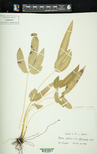 Pteris parkeri image