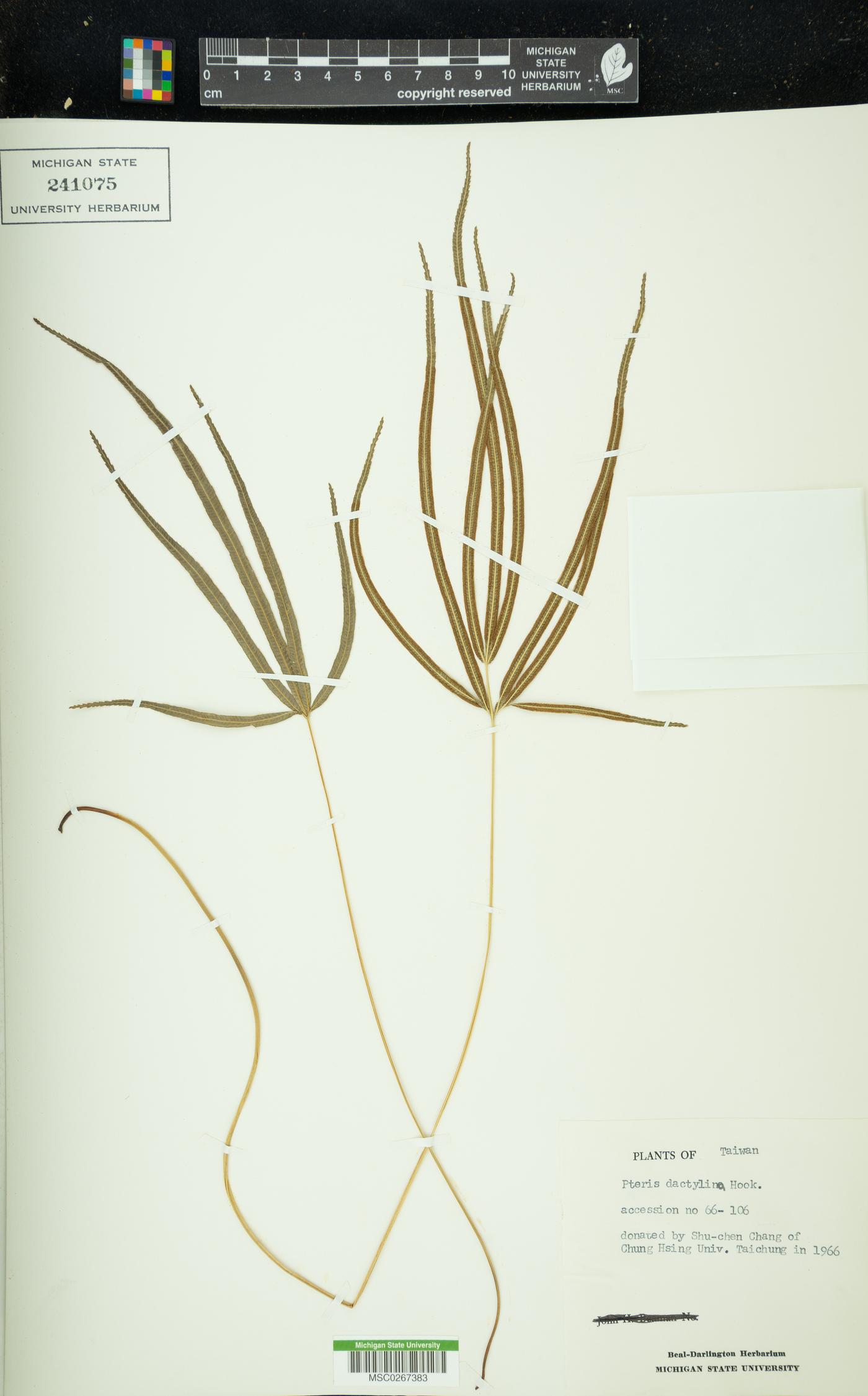 Pteris dactylina image