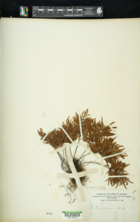 Doryopteris decora image
