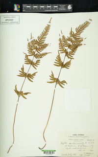 Pteris dispar image