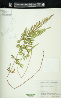 Pteris dispar image