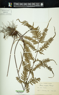 Pteris dispar image