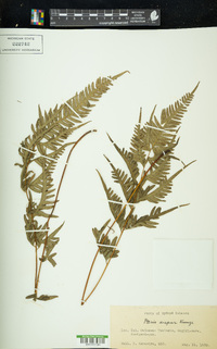 Pteris dispar image