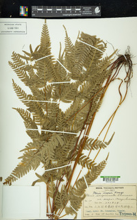 Pteris dispar image