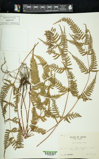 Pteris dispar image