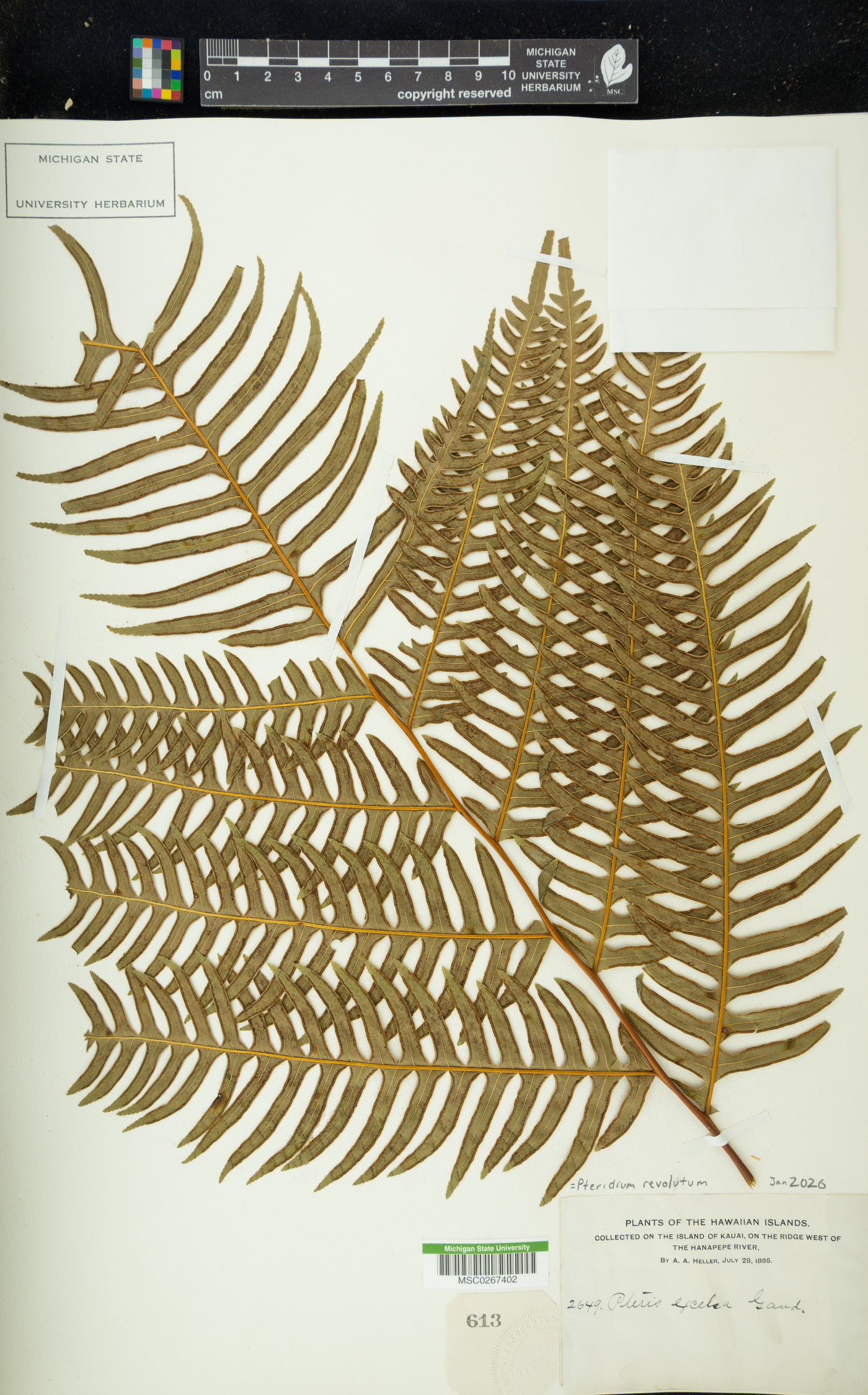 Pteridium revolutum image