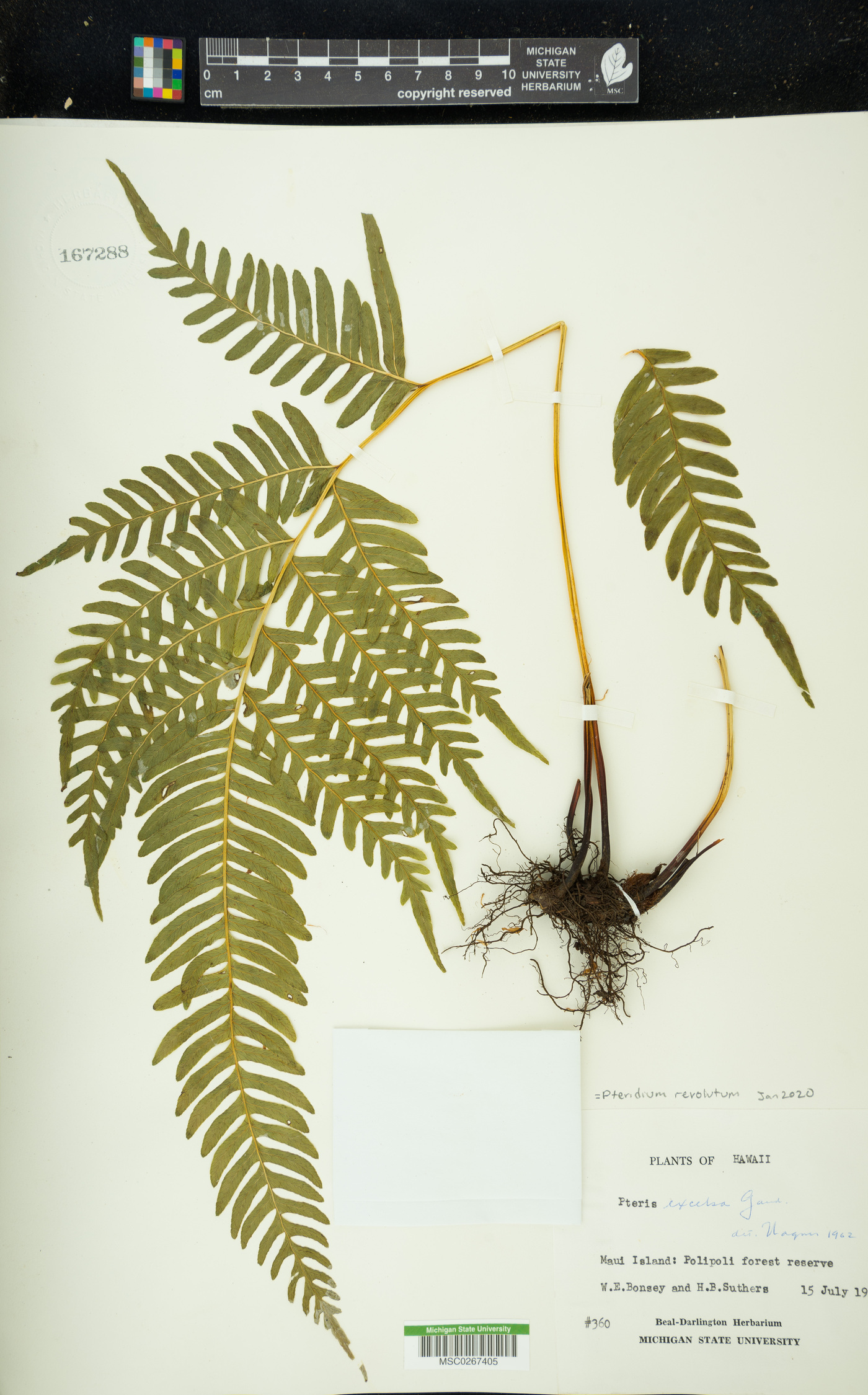 Pteridium revolutum image