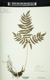 Pteris fauriei image