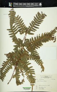 Pteris fauriei image