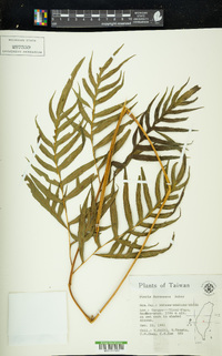 Pteris formosana image