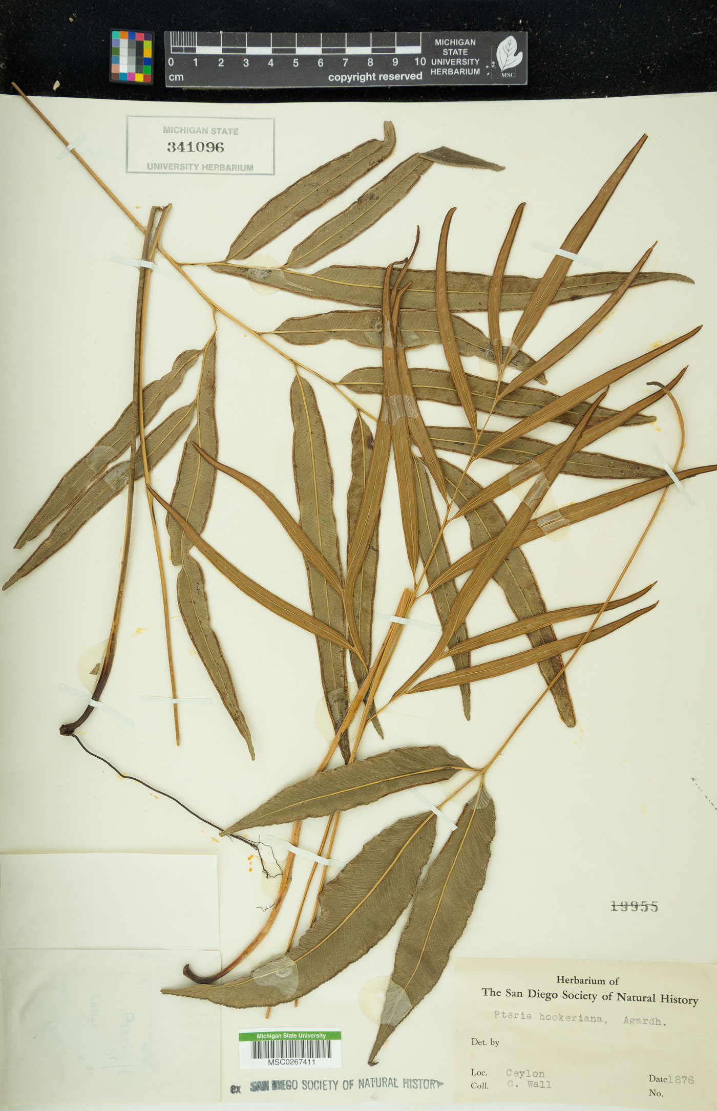 Pteris hookeriana image