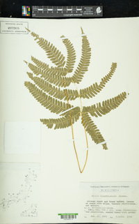 Pteris kiuschiuensis image