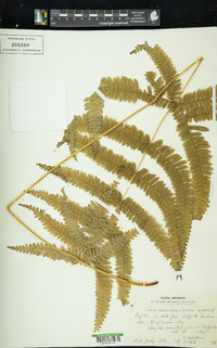 Pteris kiuschiuensis image