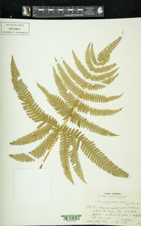 Pteris kiuschiuensis image