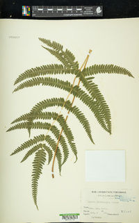 Pteris kiuschiuensis image