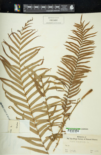 Pteris longifolia image