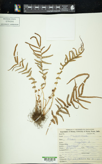 Pteris longifolia image