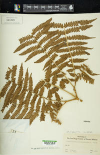 Pteris tripartita image