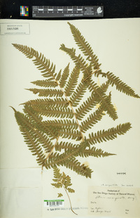 Pteris tripartita image