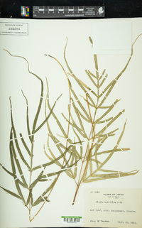 Pteris multifida image