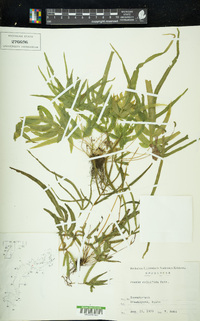 Pteris multifida image