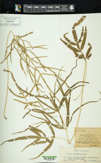 Pteris multifida image