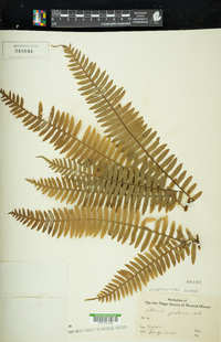 Pteris mertensioides image