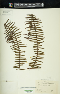 Pteris mertensioides image