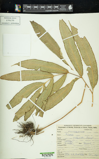 Pteris pellucida image