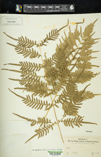 Pteris quadriaurita image