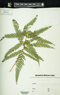 Pteris serrulata image