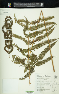 Pteris setulosocostulata image