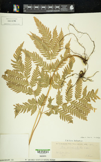 Pteris laevis image