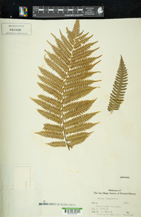 Pteris tripartita image