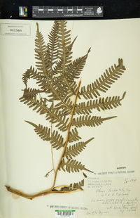 Pteris tripartita image