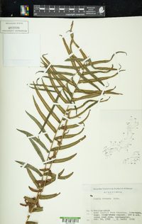 Pteris vittata image