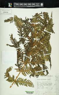 Pteris wallichiana image